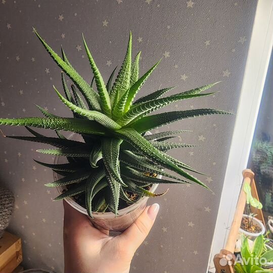 Комнатные цветы