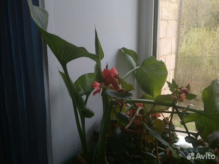 Комнатные цветы