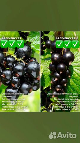 Саженцы черной смородины купить в Ставрополе | Товары для дома и дачи ...