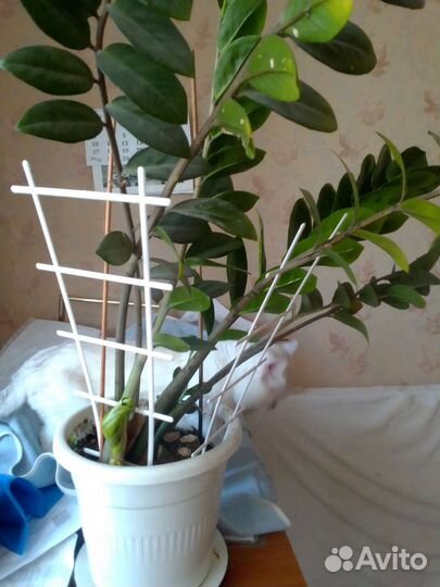 Дифенбазия с горшком100см, детками