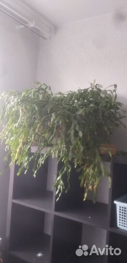 Декабрист (зигокактус усеченный)