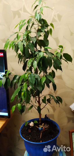 Фикус бенджамина