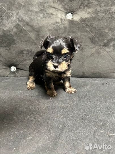 Йоркширский терьер девочка