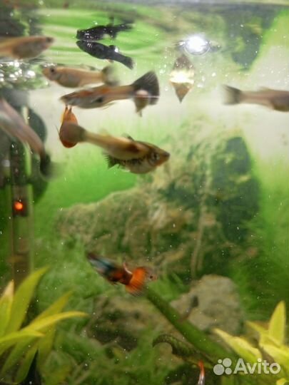 Рыбки гуппи