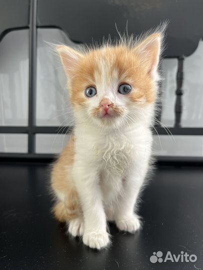 Очаровательные малыши