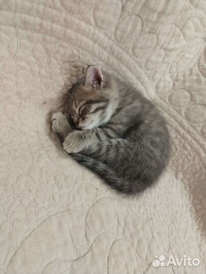 Шотландские котята