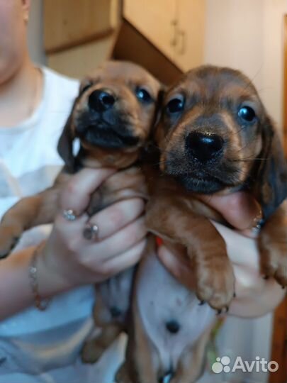 Щенки таксы