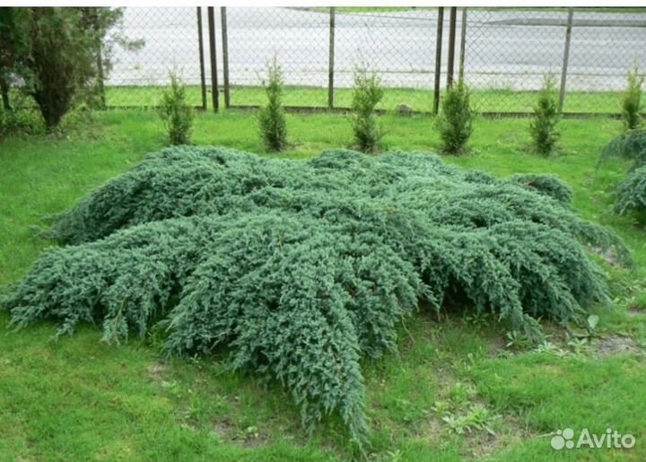 Можжевельник блю карпет