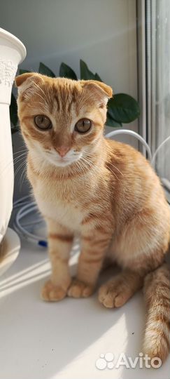 Рыжий котик в добрые руки
