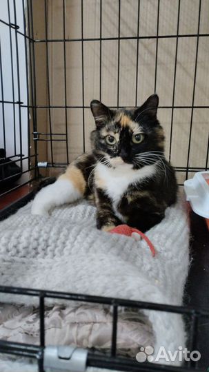Кошка Августа ищет дом