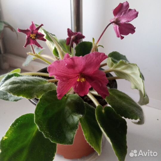 Домашние цветы