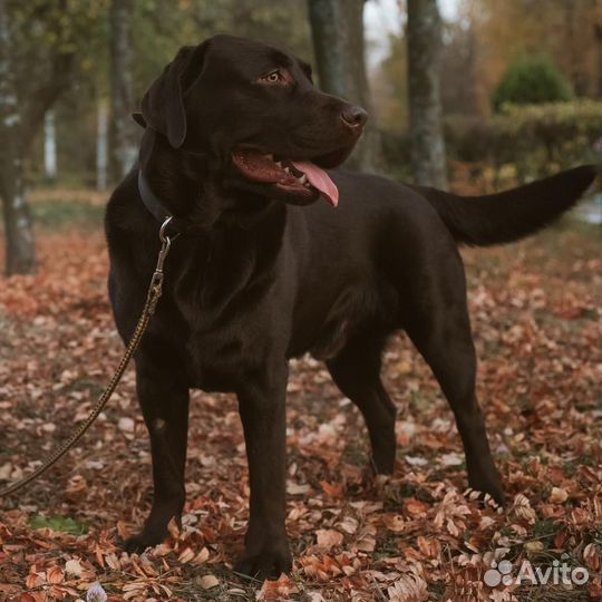 Щенки лабрадора шоколадные