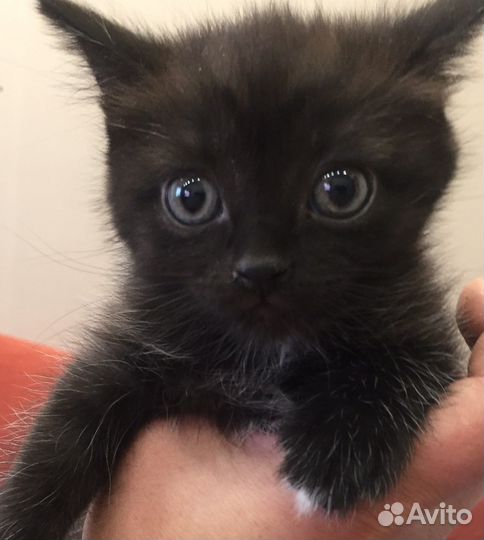 Девочка в добрые руки