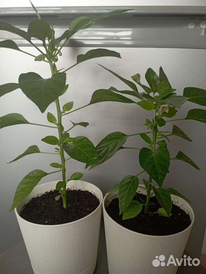 Комнатный перец