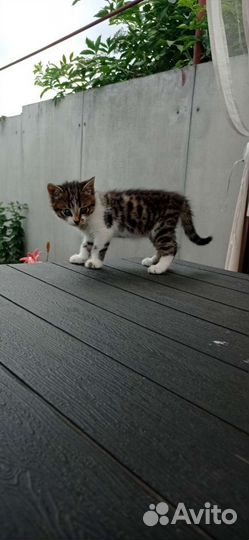 Котенок трехцветный в дар, кошка