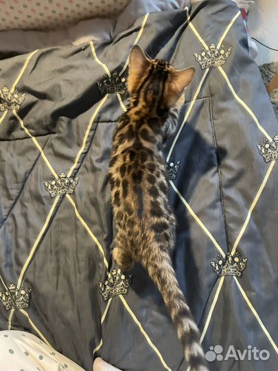 Бенгальская кошка