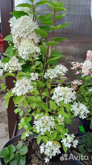 Декоративные растения для сада