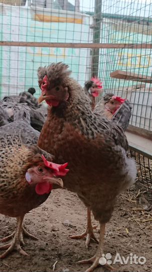 Легбар кремовый инкубационное яйцо