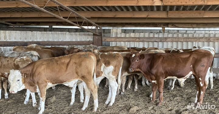 Продаются бычки