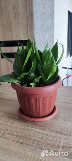 Сансевиерия, растение вместе с горшком