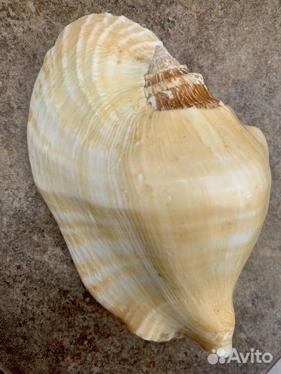 Морские ракушки раковины