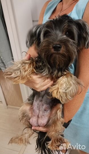 Йоркширский терьер щенки