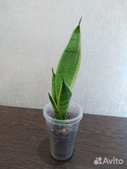 Сансевиерии сортовые