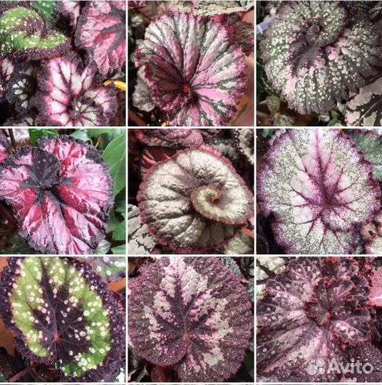 Комнатные цветы(большой ассортимент)