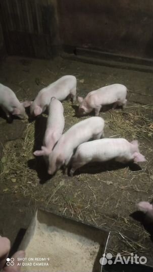 Поросенок ландрас