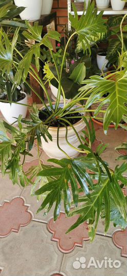 Филодендрон Атом, Малай Голд, Лимон и Шангри ла