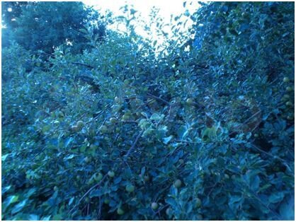 Участок 22 сот. (ИЖС)