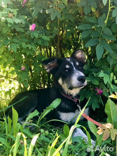 Щенок мальчик Барон 4,5 мес ищет дом