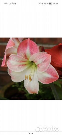 Гиппеаструм (амариллис)