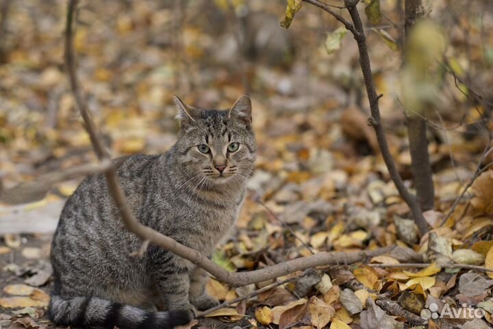 Джейсон (кот, котёнок, 9 месяцев)