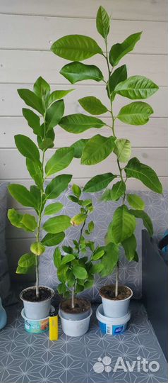 Лимон. Лимонное дерево