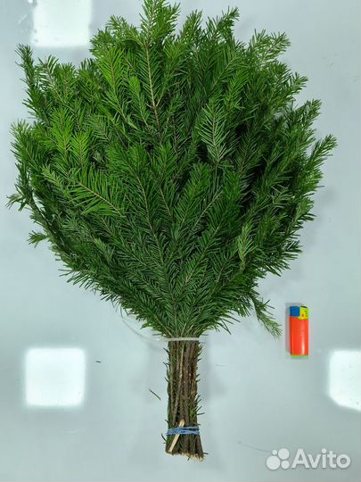 Веники для бани дуб, берёза, пихта, липа, эвкалипт