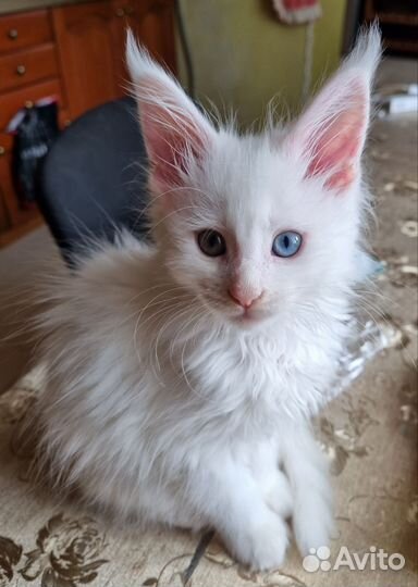 Котята мейн кун