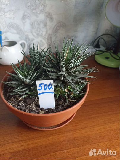 Комнатные цветы