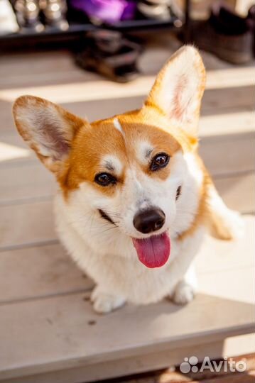 Вельш-корги пемброк вязка, Кобель, Чемпион