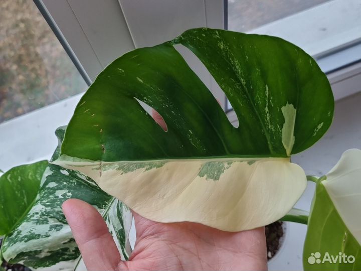 Монстера вариегатная альба