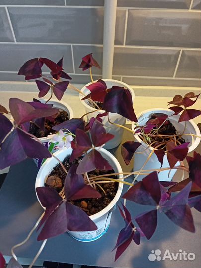 Кислица оксалис