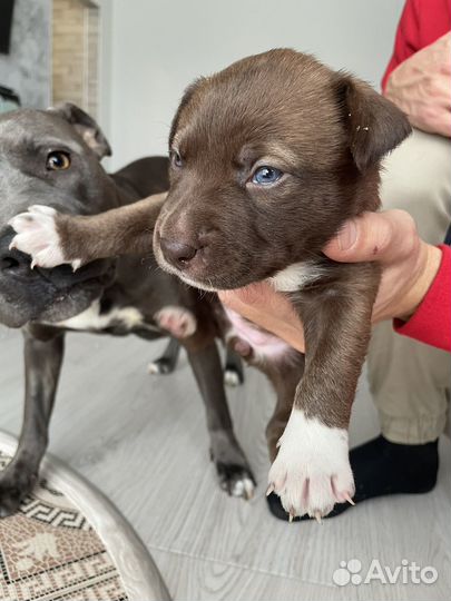 Щенки стаффорда