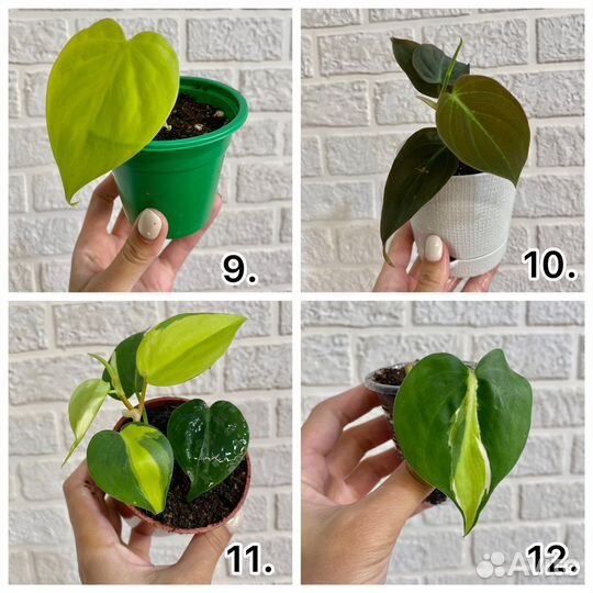 Филодендроны