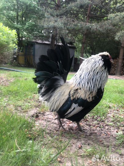 Петушки, цыплята Бентамки, Антверпенская бородатая