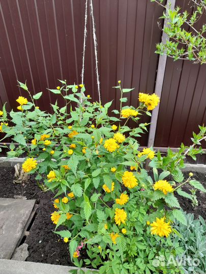 Керрия японская и обыкновенная