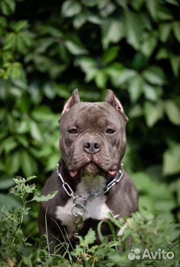 Булли покет мальчик