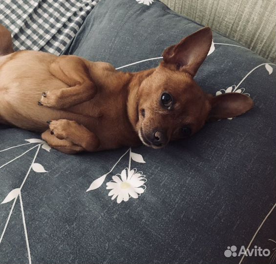 Вязка