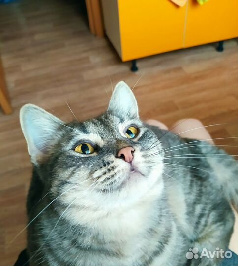 Котята в добрые руки приучены к лотку