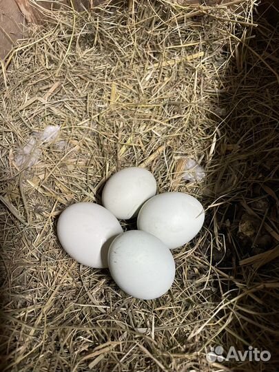 Инкубационное яйцо