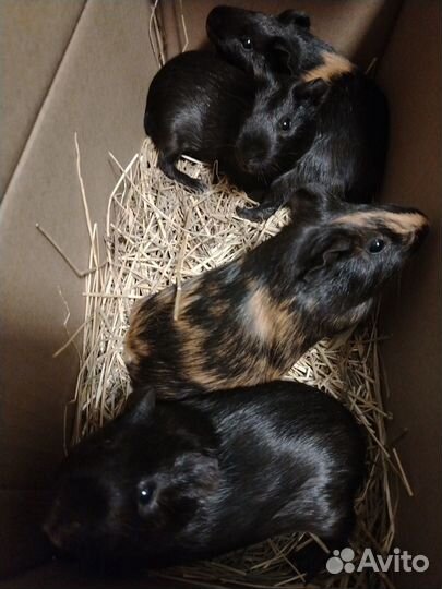 Морские свинки